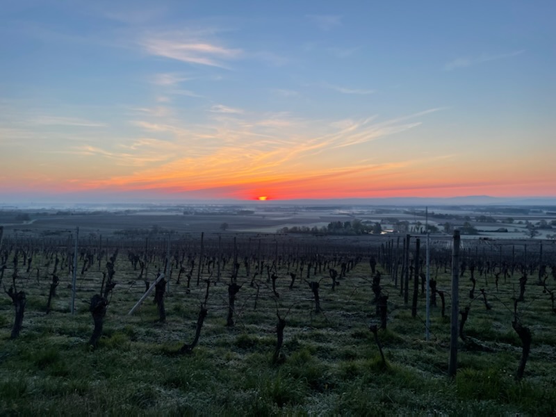 Coucher de soleil sur le vignoble