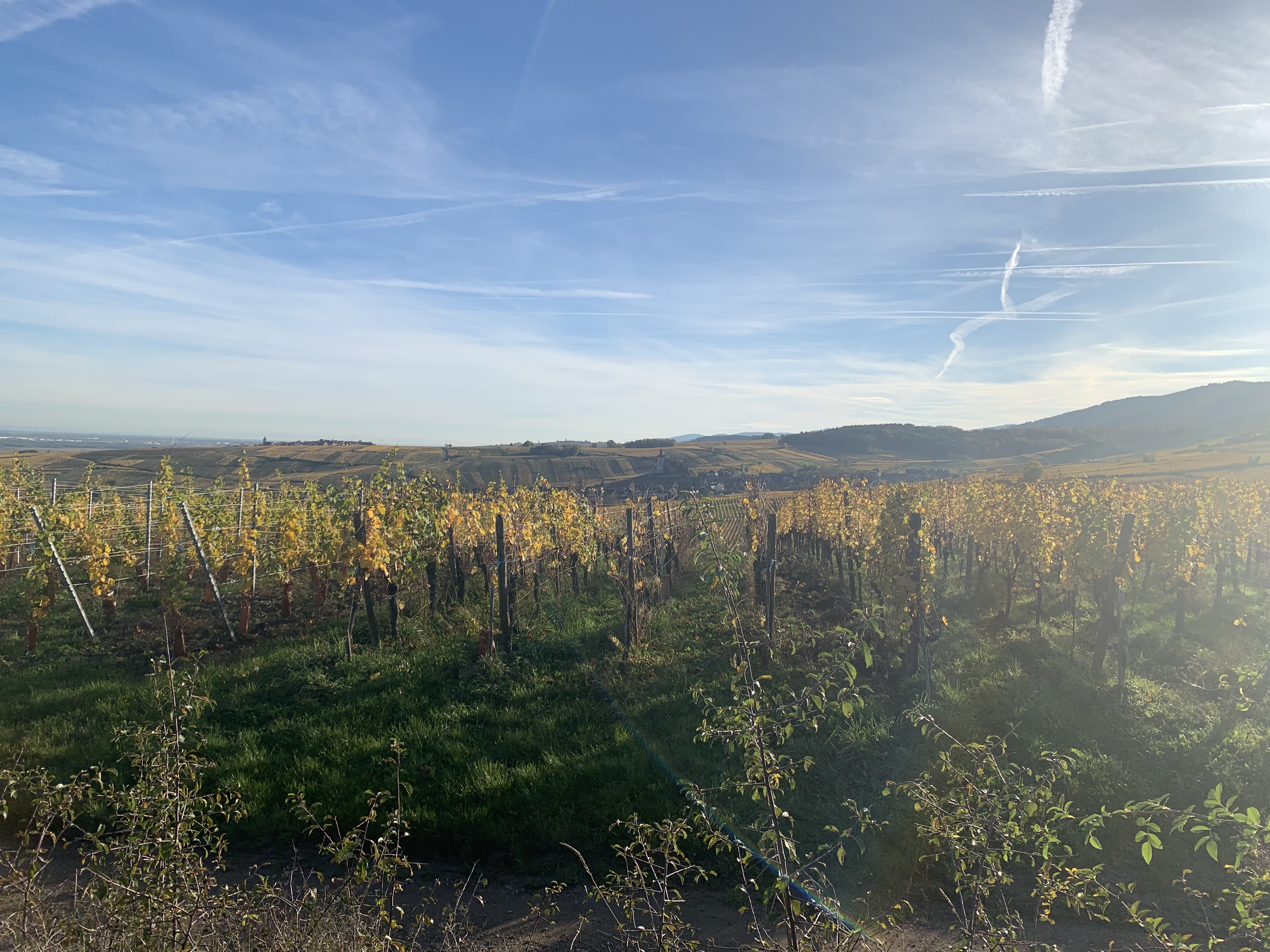 Notre vignoble en Alsace