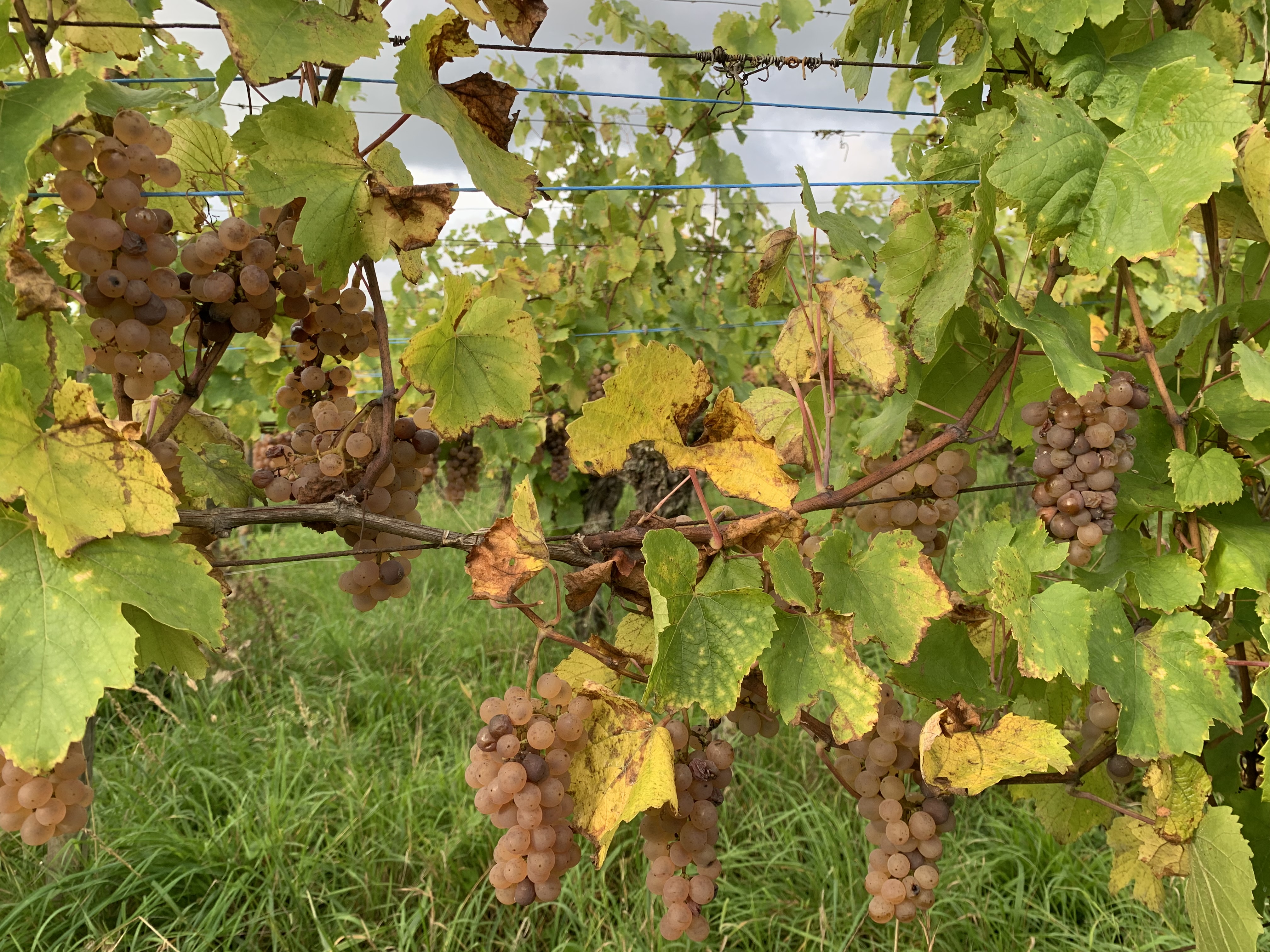 Grappes de raisins